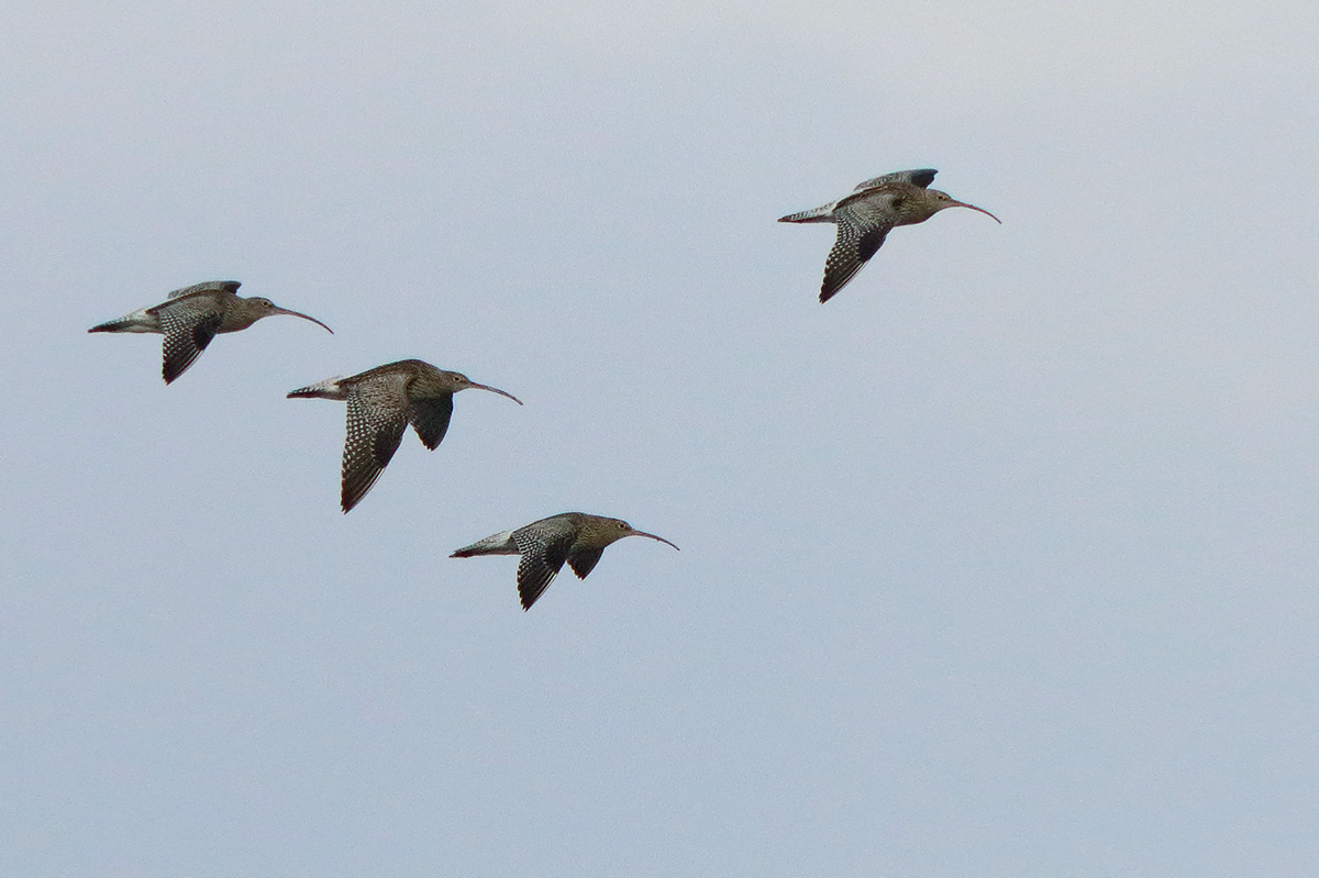 Ad ali spiegate, il sogno di Icaro.